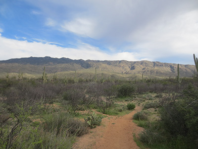 Saguaro National Park